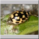 Propylea quatuordecimpunctata -Schwarzgefleckter Marienkaefer 13.jpg